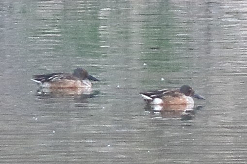 Northern Shoveler - ML294943681