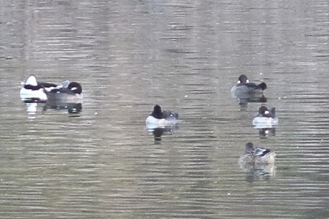 Bufflehead - Mark L. Hoffman