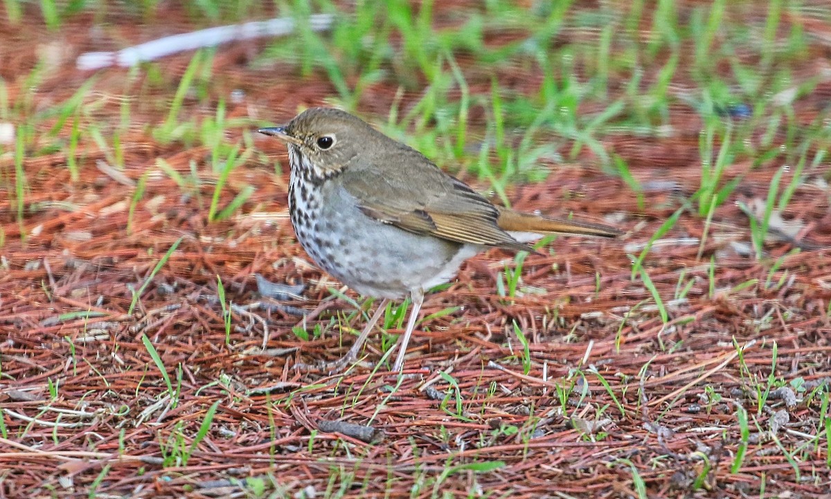 Hermit Thrush - Douglas Hall