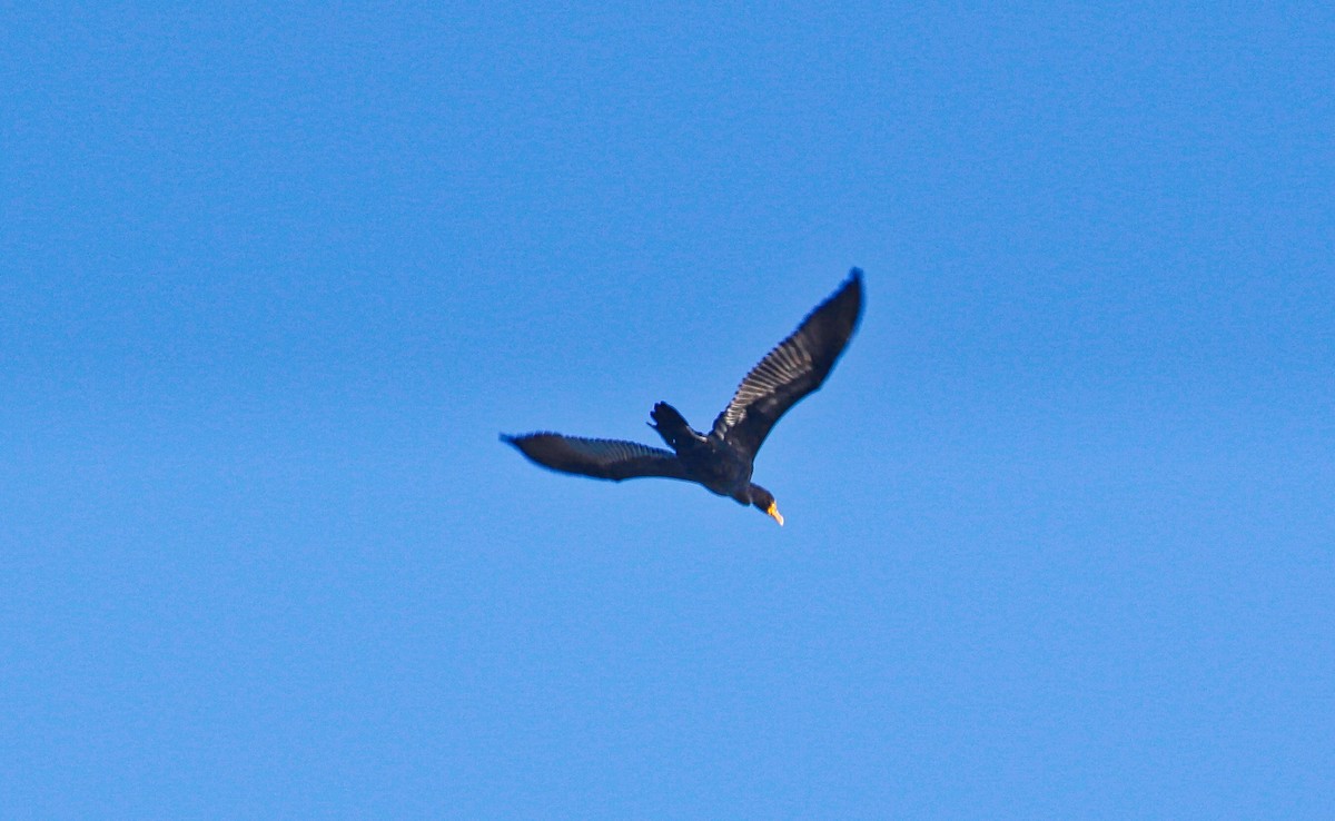 Double-crested Cormorant - ML294944031