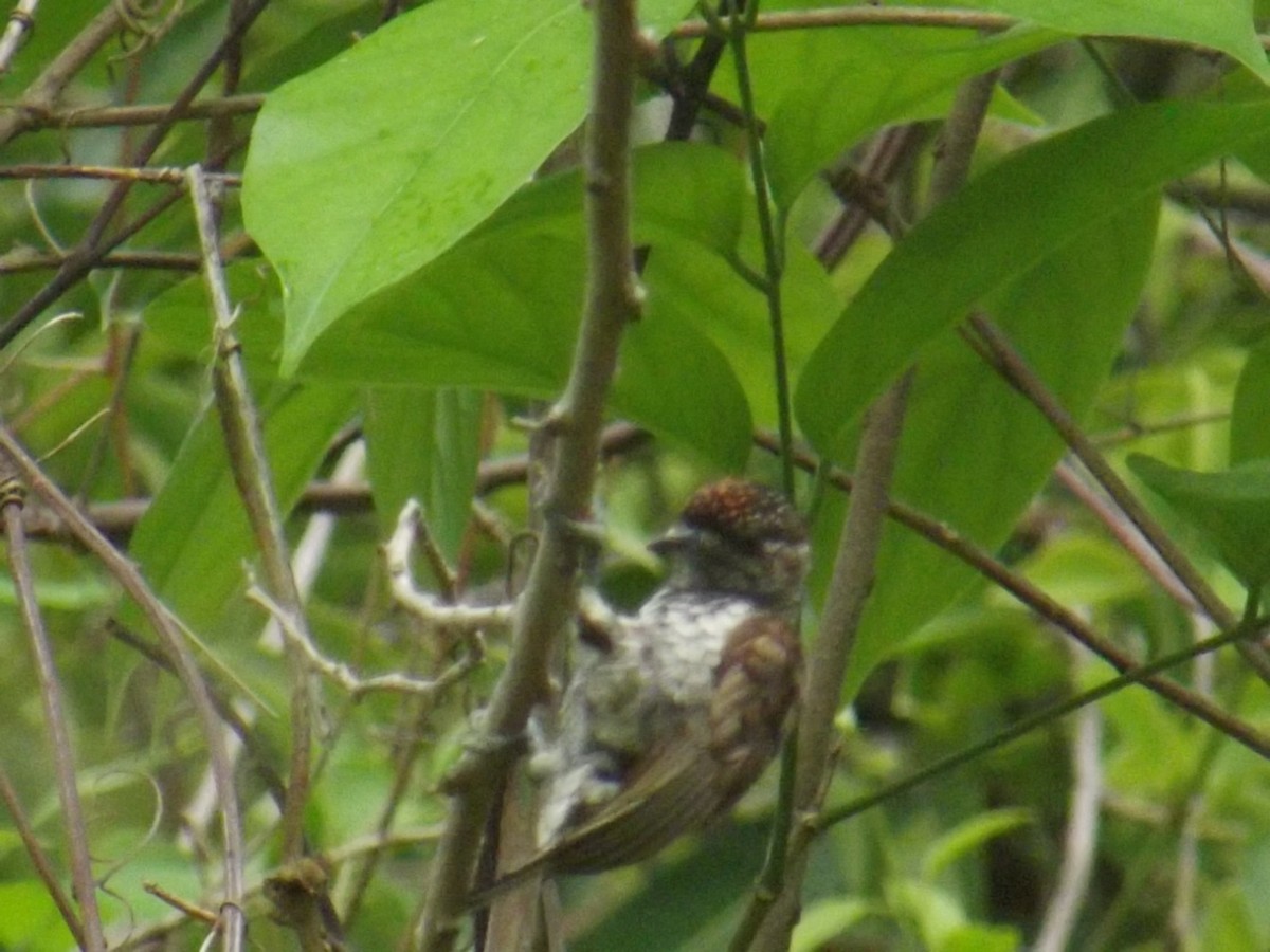 Scaled Piculet - ML294944141