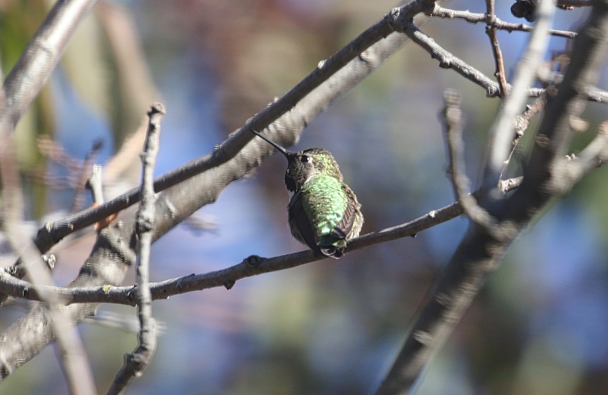 Colibrí de Anna - ML294944671