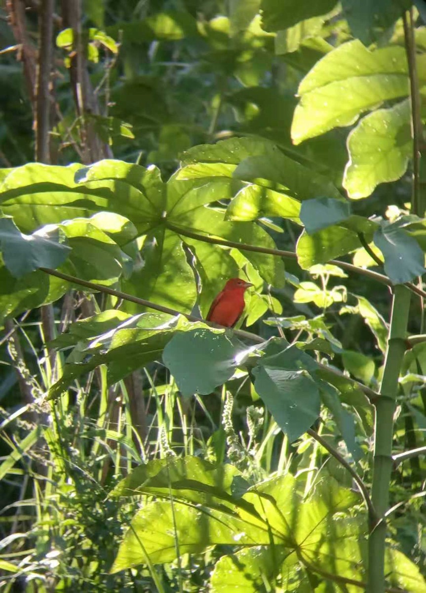 Summer Tanager - Giselle Montezuma