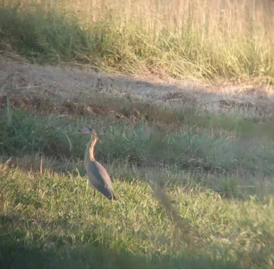 Garza Chiflona - ML294946821