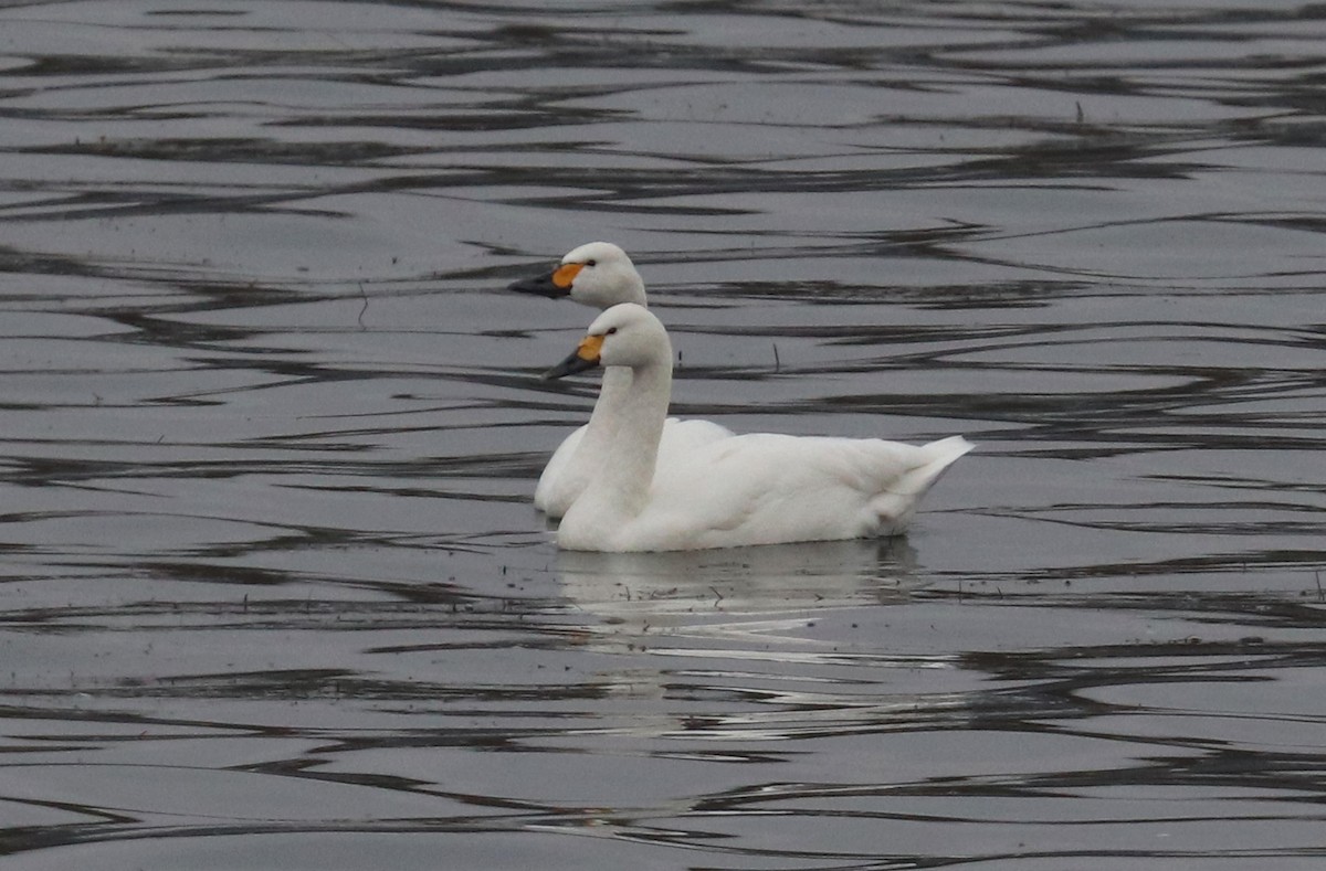 Tundra Swan - ML294946991