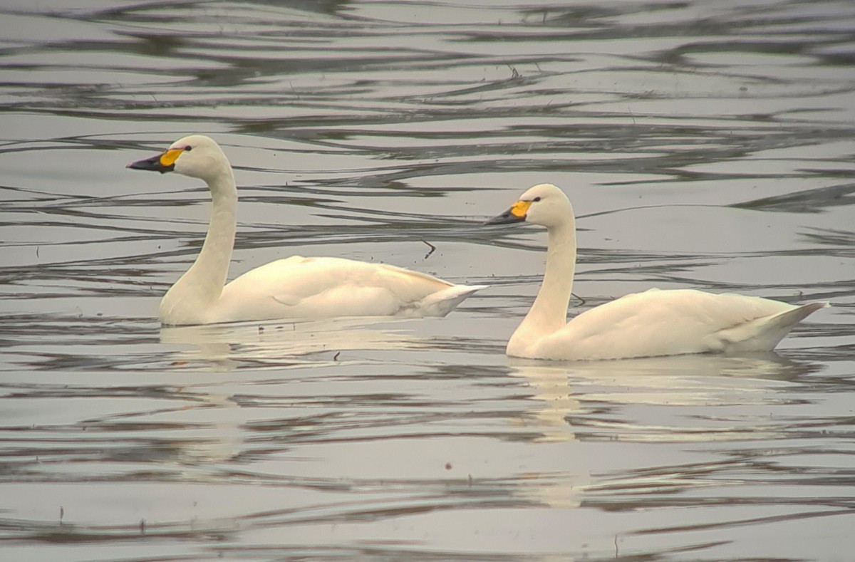 Tundra Swan - ML294947021