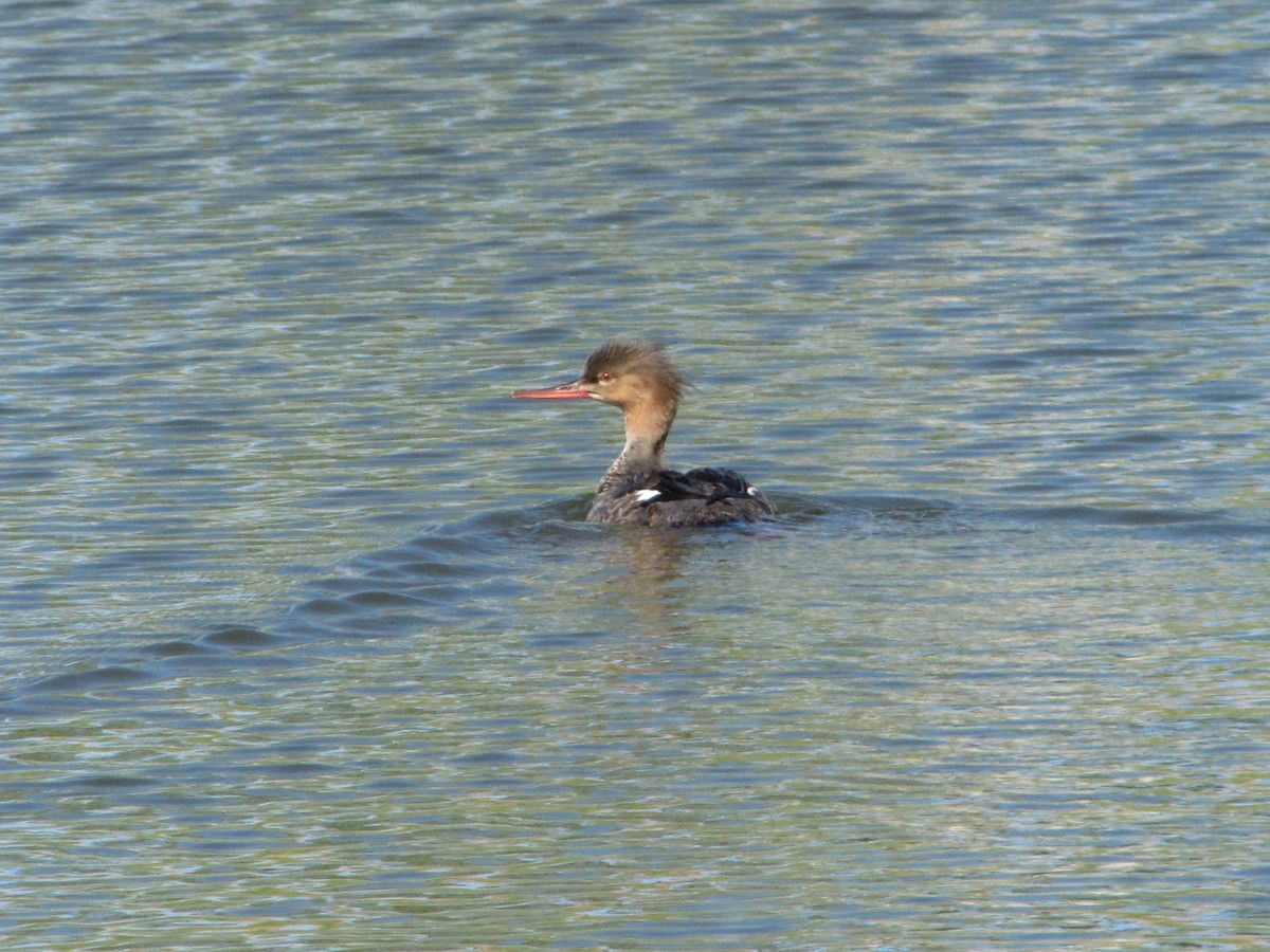 Red-breasted Merganser - ML29494831