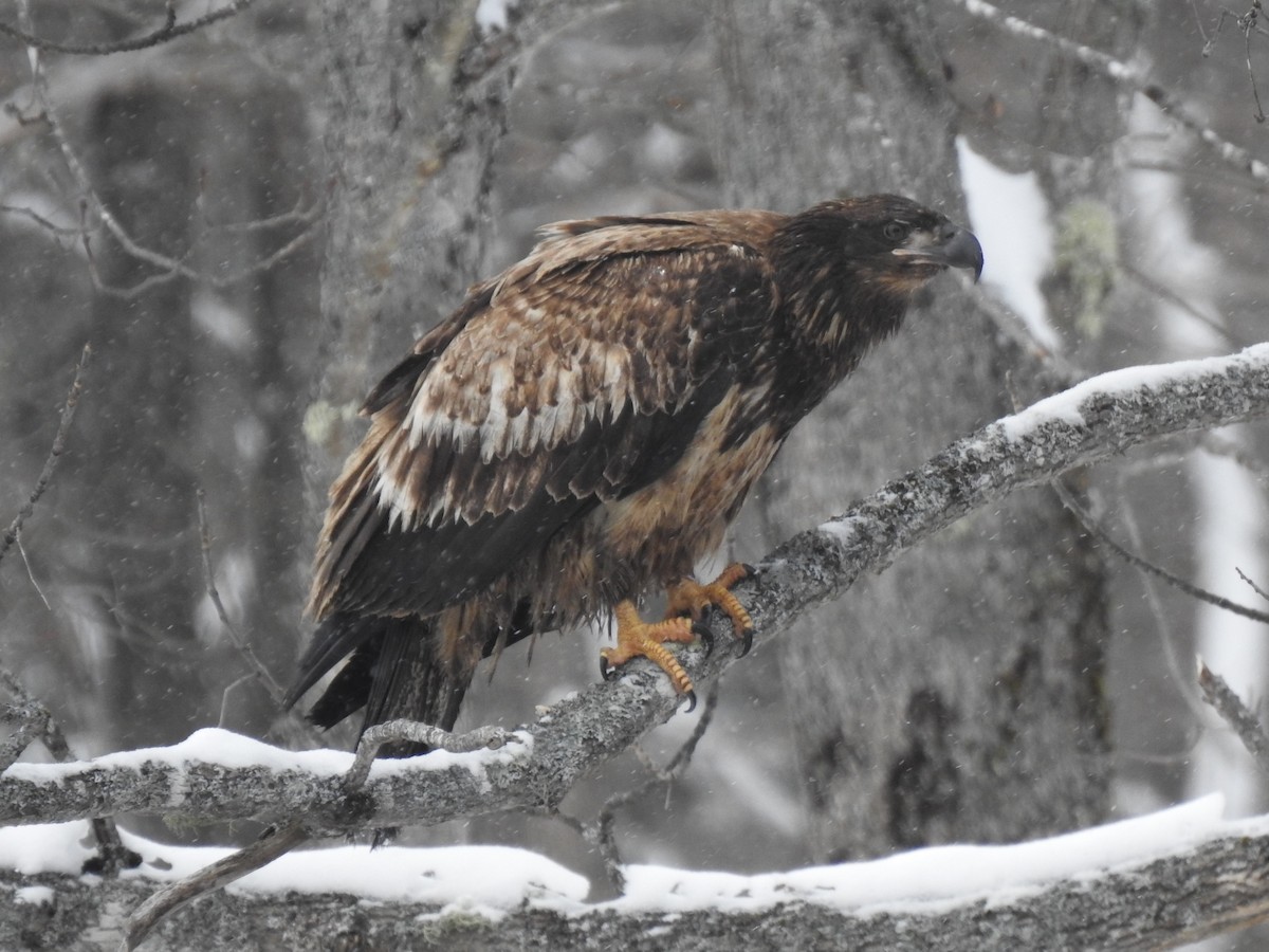 Bald Eagle - ML294948431