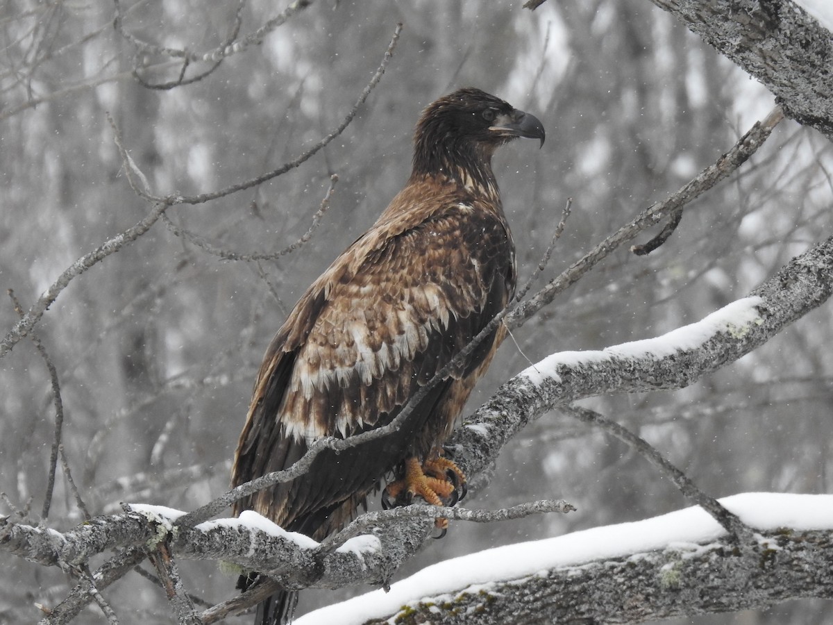 Bald Eagle - Glenn Hodgkins