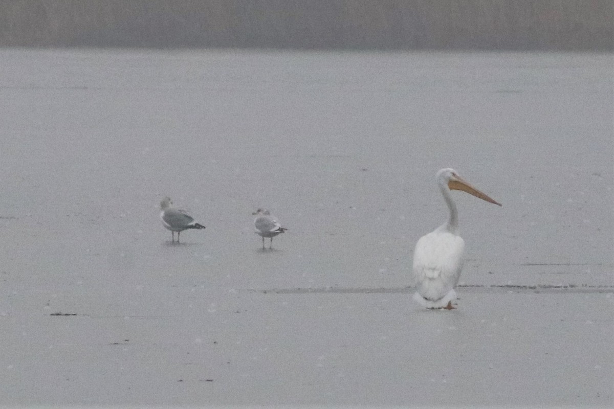 American White Pelican - ML294948631
