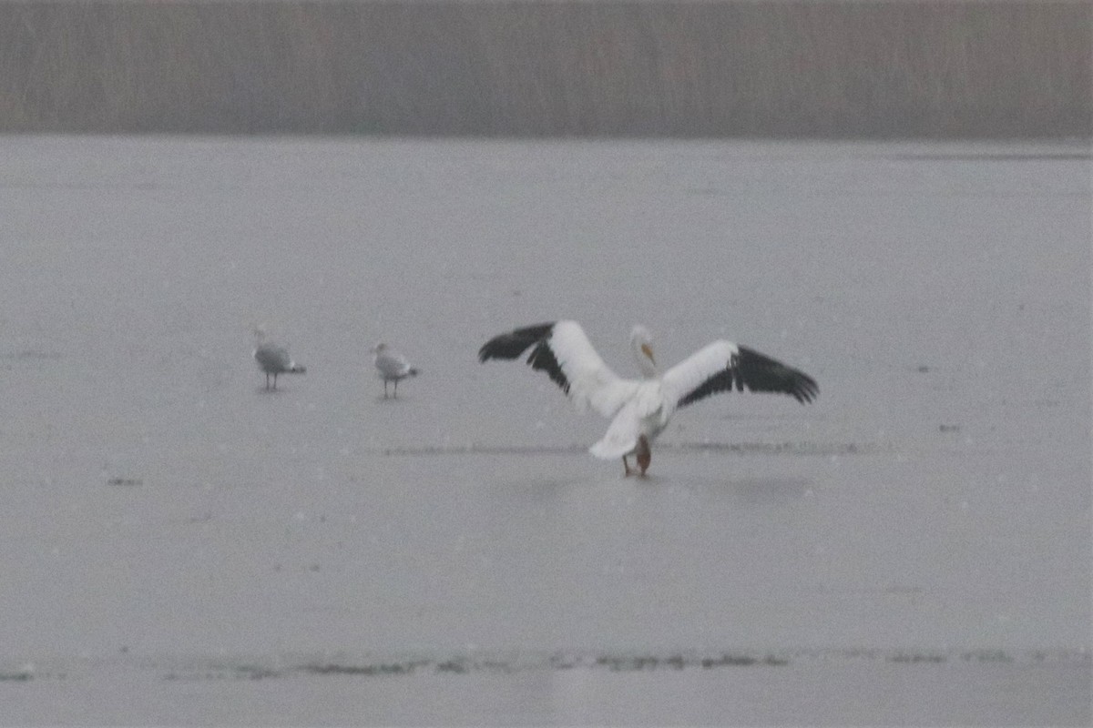 American White Pelican - H Thomas Bartlett