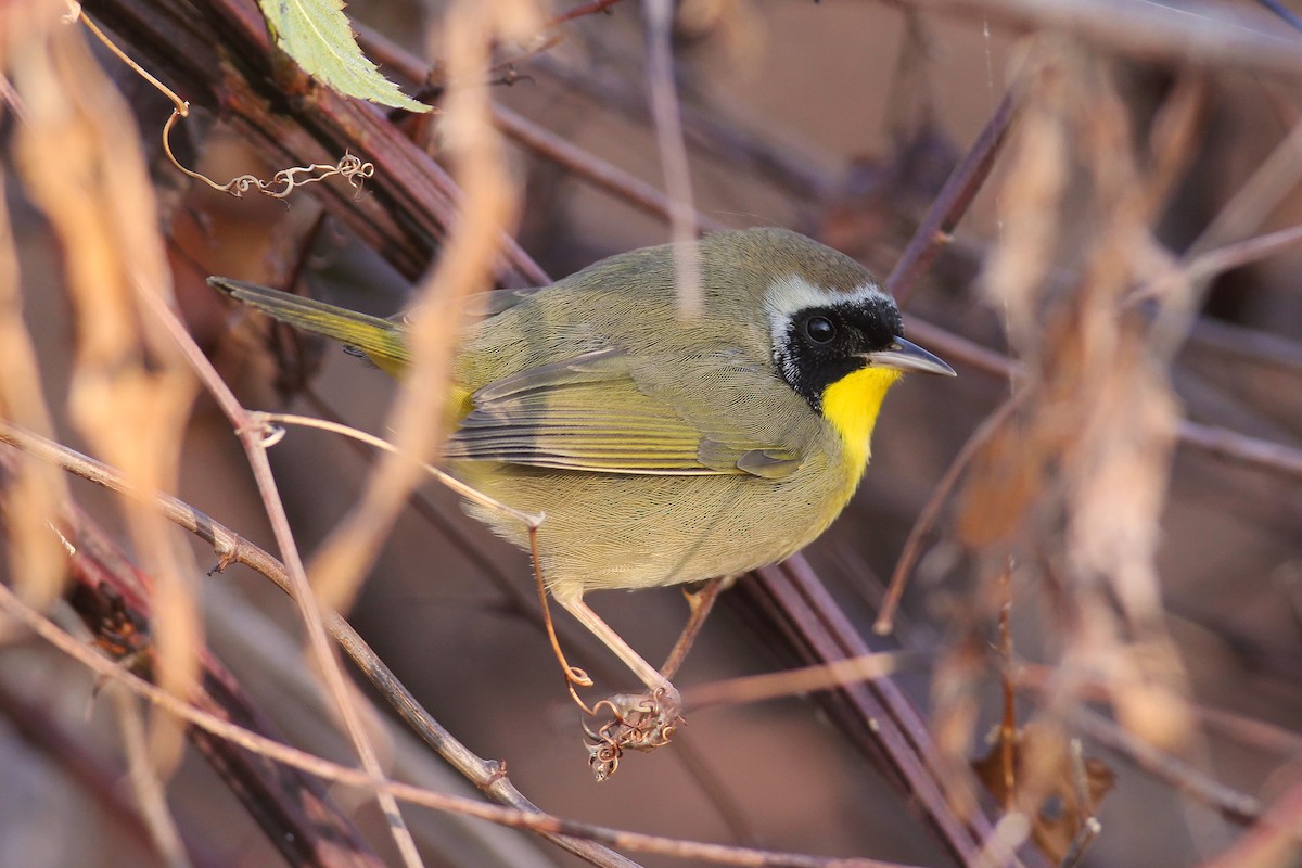 Common Yellowthroat - ML294950271