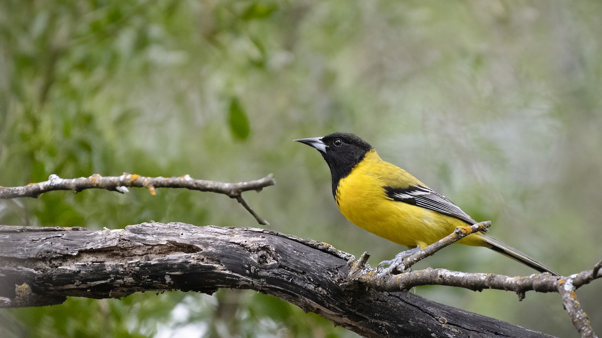 Audubon's Oriole - Bryan Calk