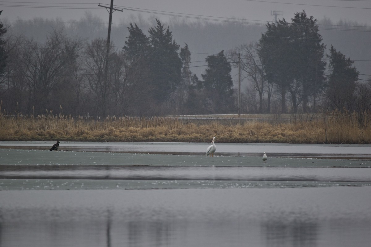 American White Pelican - David Wilkins