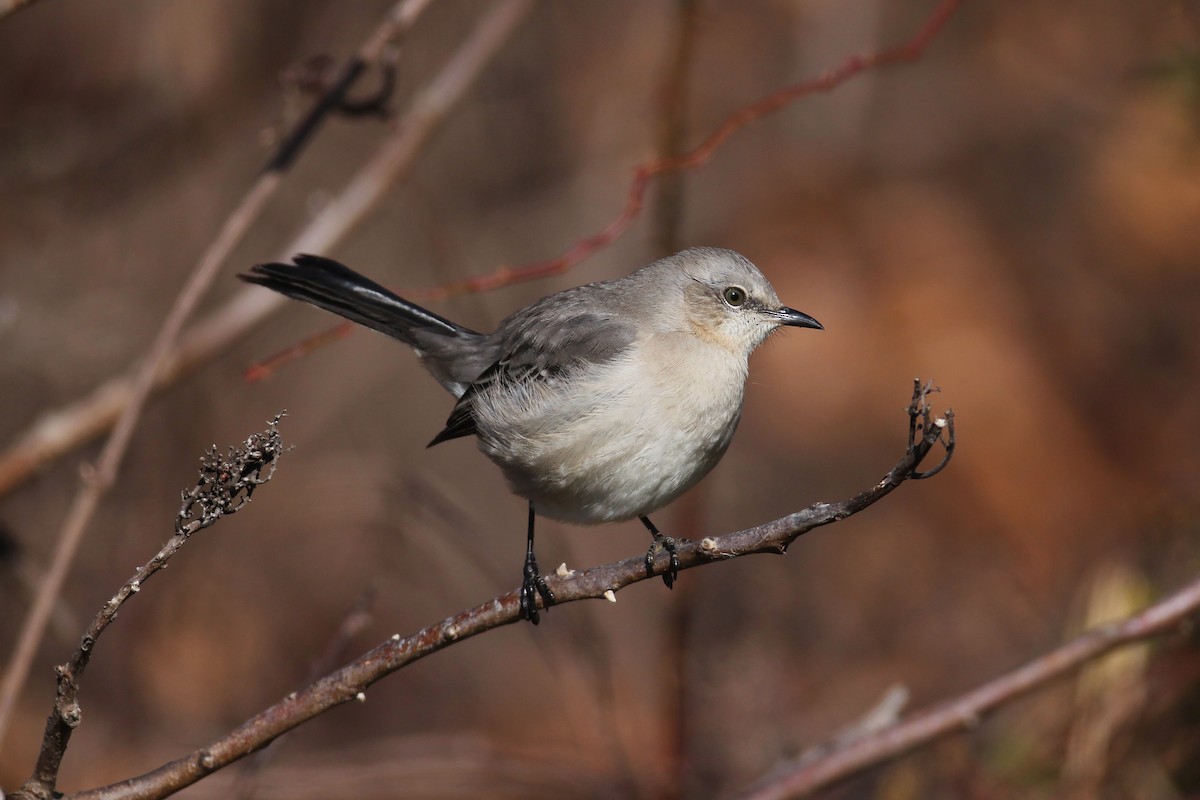 Northern Mockingbird - Timothy P. Jones