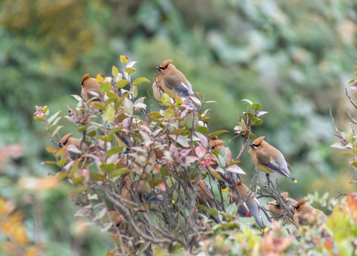 Cedar Waxwing - ML294955001