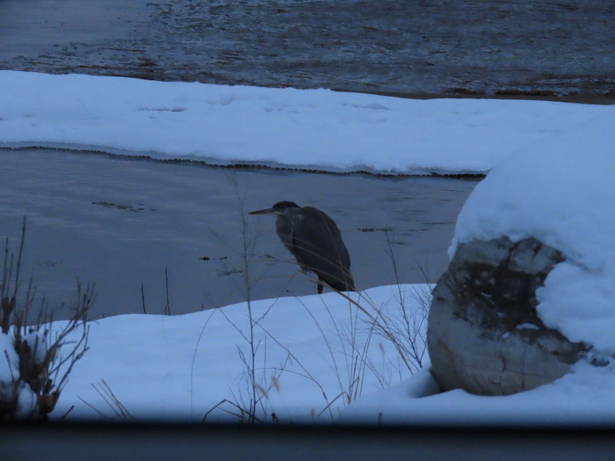 Great Blue Heron - ML294955131