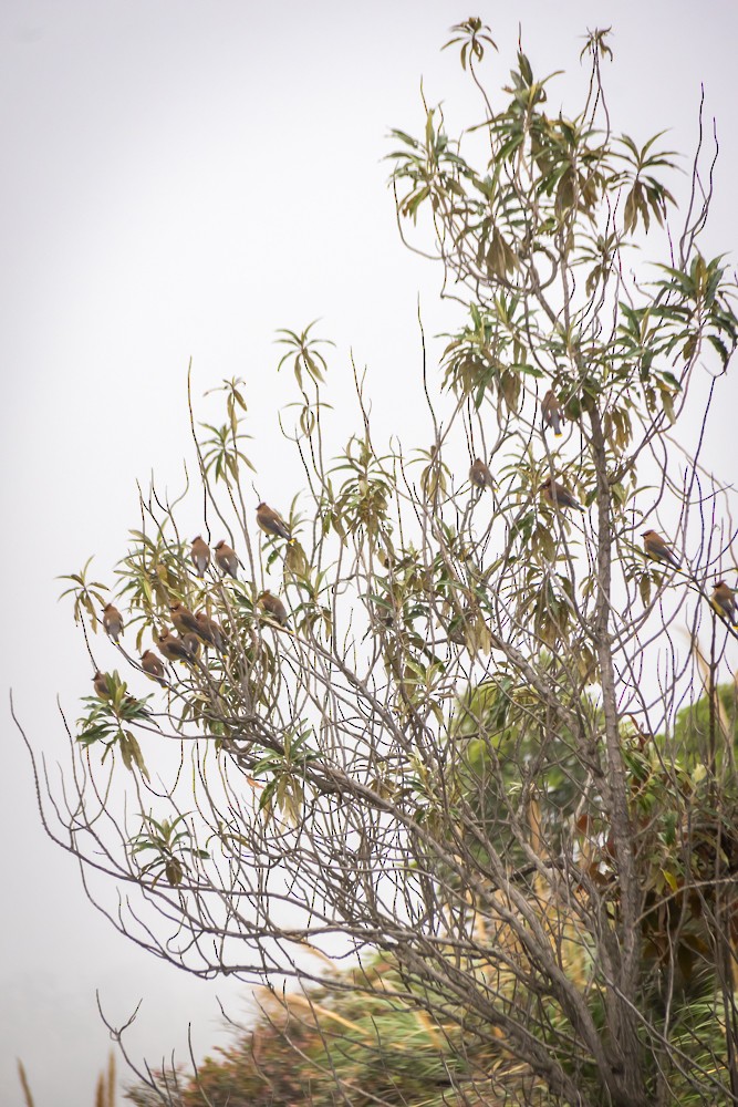 Cedar Waxwing - ML294955261