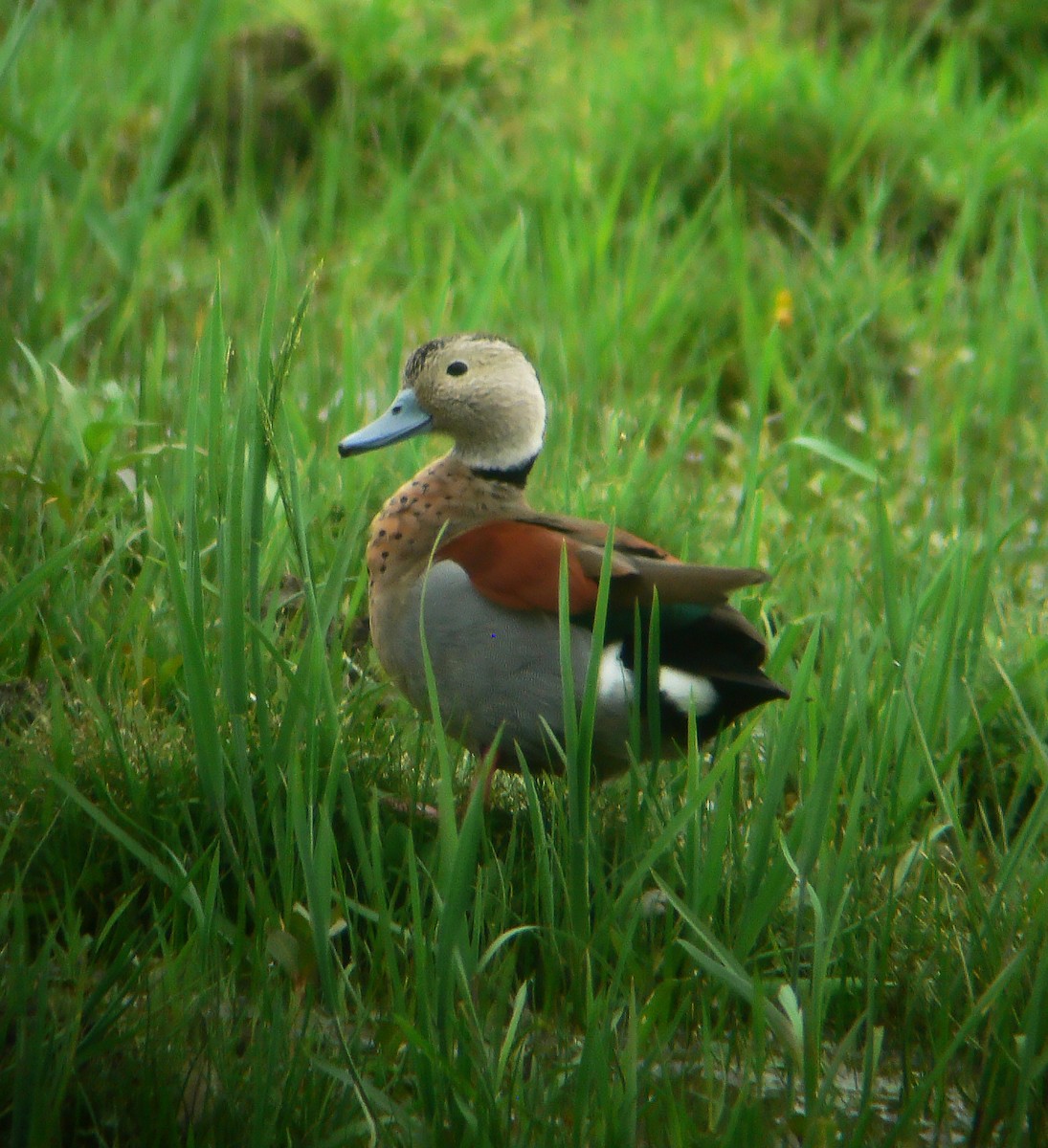 Ringed Teal - ML294956151