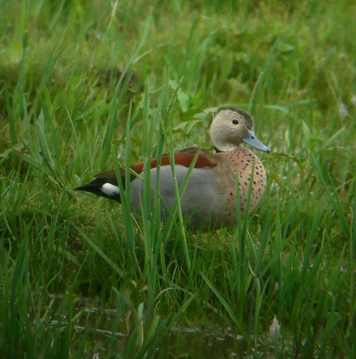 Ringed Teal - ML294956171