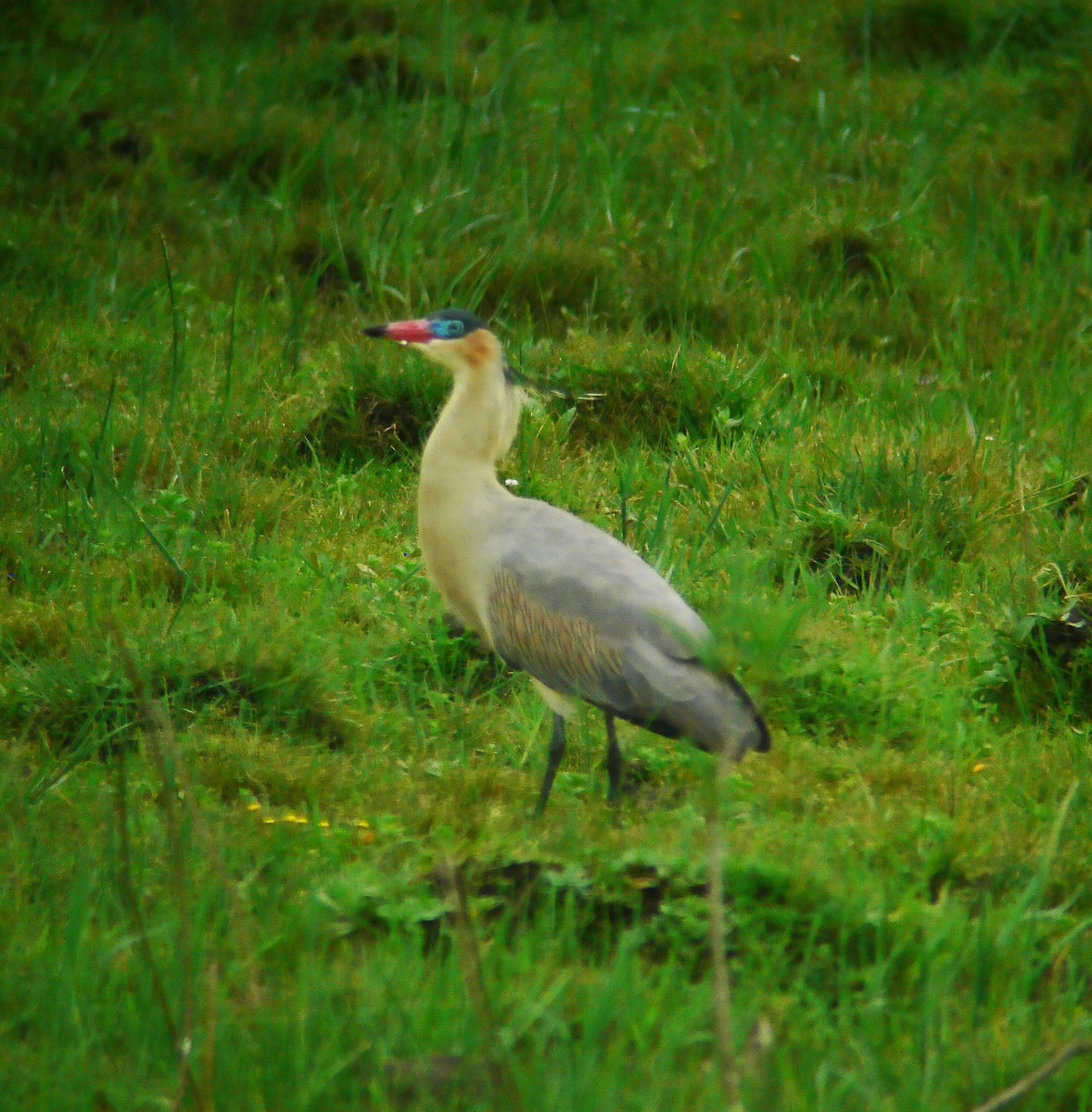 Whistling Heron - ML294956401