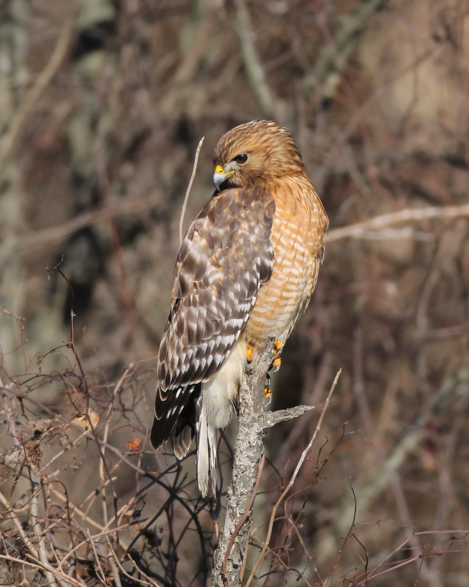 Red-shouldered Hawk - ML294956461