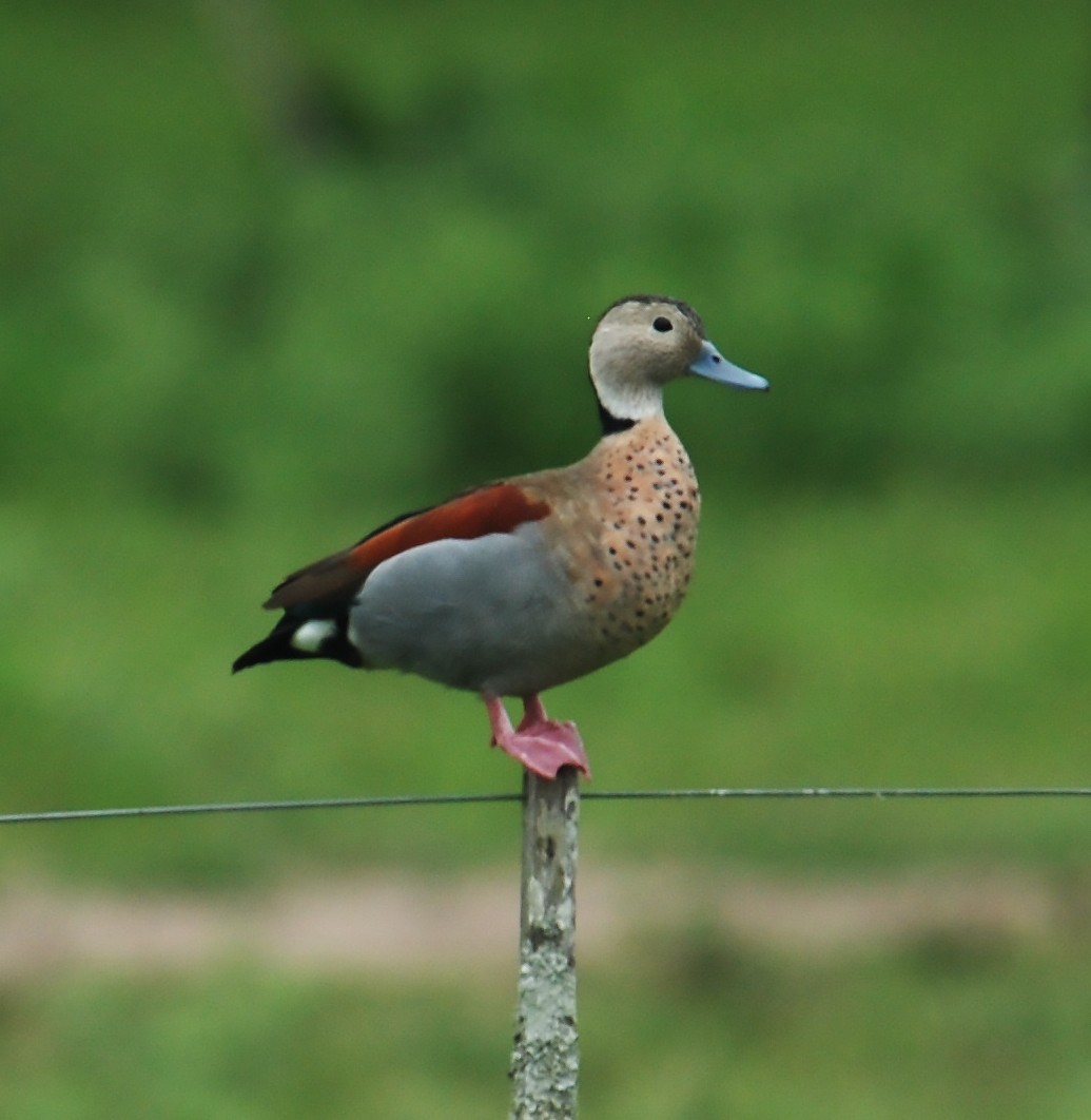 Ringed Teal - ML294957161