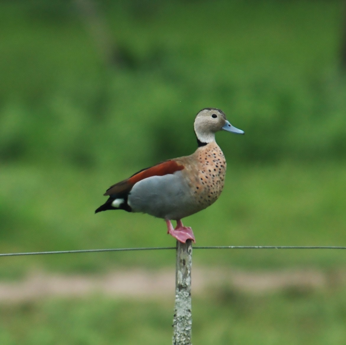 Ringed Teal - ML294957231