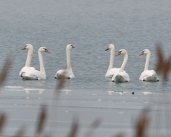 Mute Swan - ML294958291