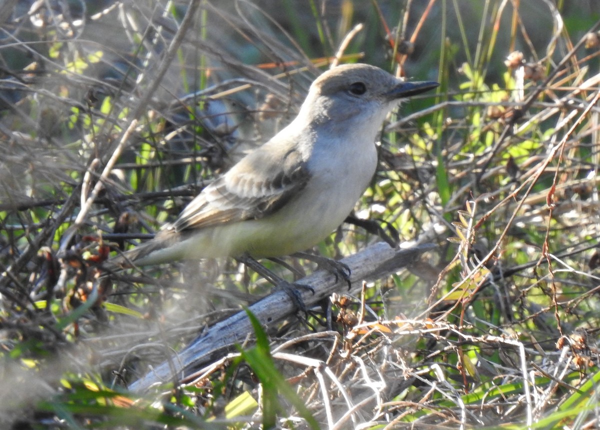 Ash-throated Flycatcher - Daniel Lane