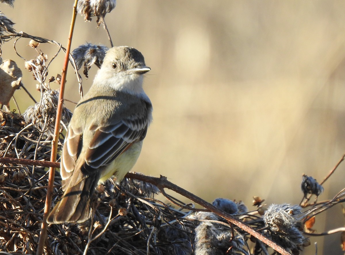 Ash-throated Flycatcher - Daniel Lane