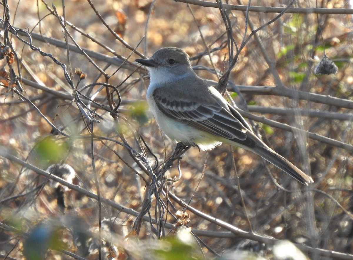 Ash-throated Flycatcher - Daniel Lane