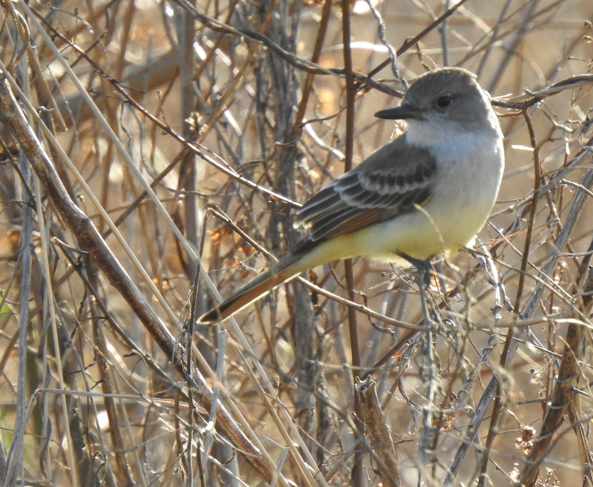 Ash-throated Flycatcher - Daniel Lane