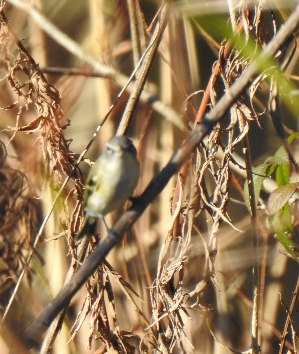 Vireo Solitario - ML294959381