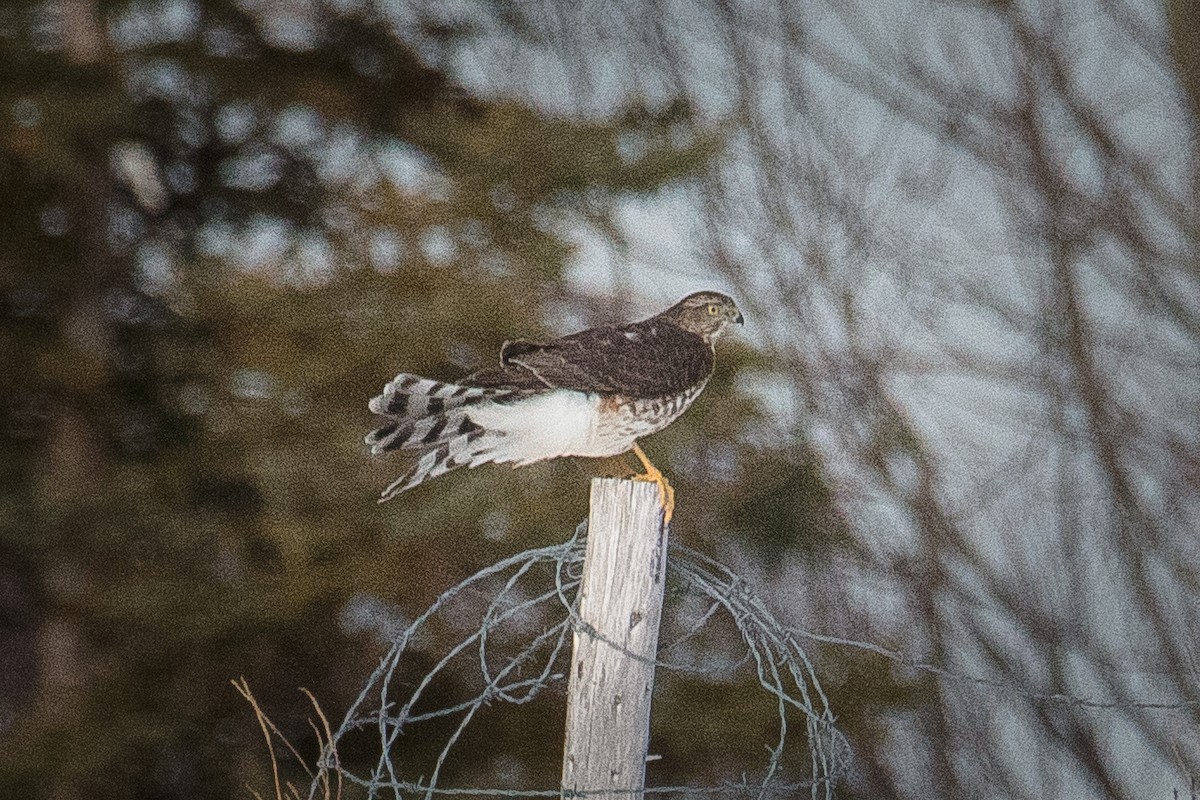 Sharp-shinned Hawk - ML294959831