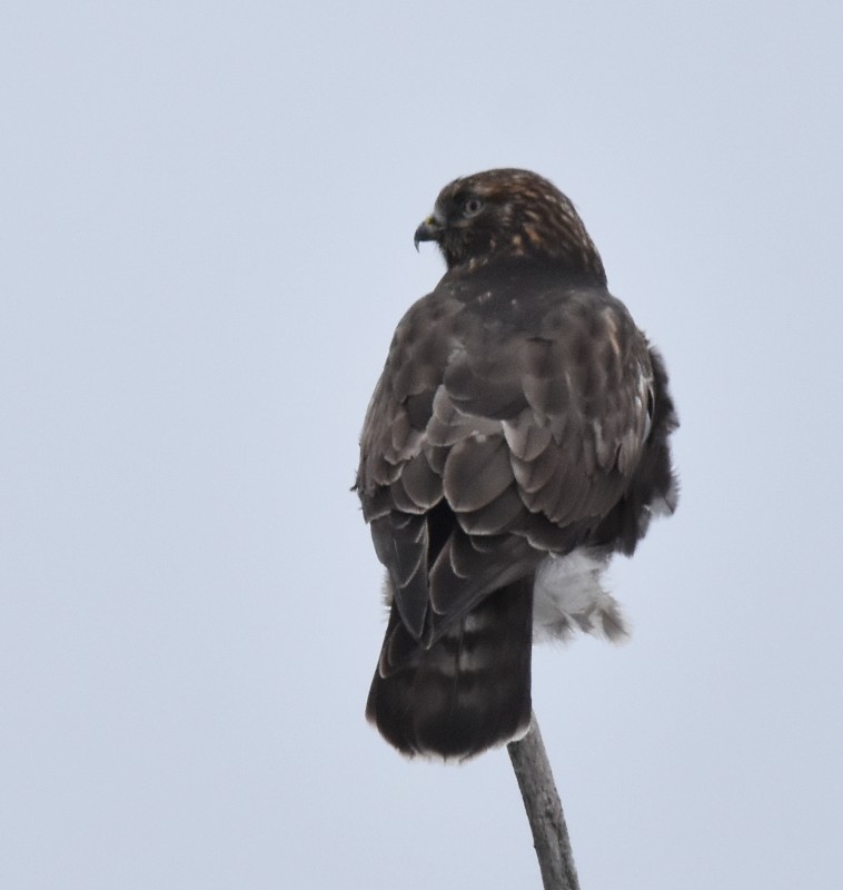 Rough-legged Hawk - ML294965041