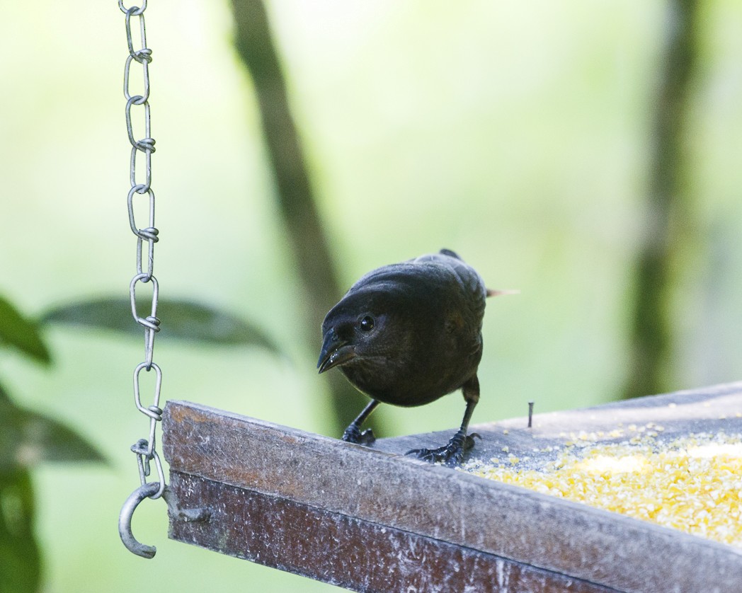 Shiny Cowbird - Silvia Faustino Linhares