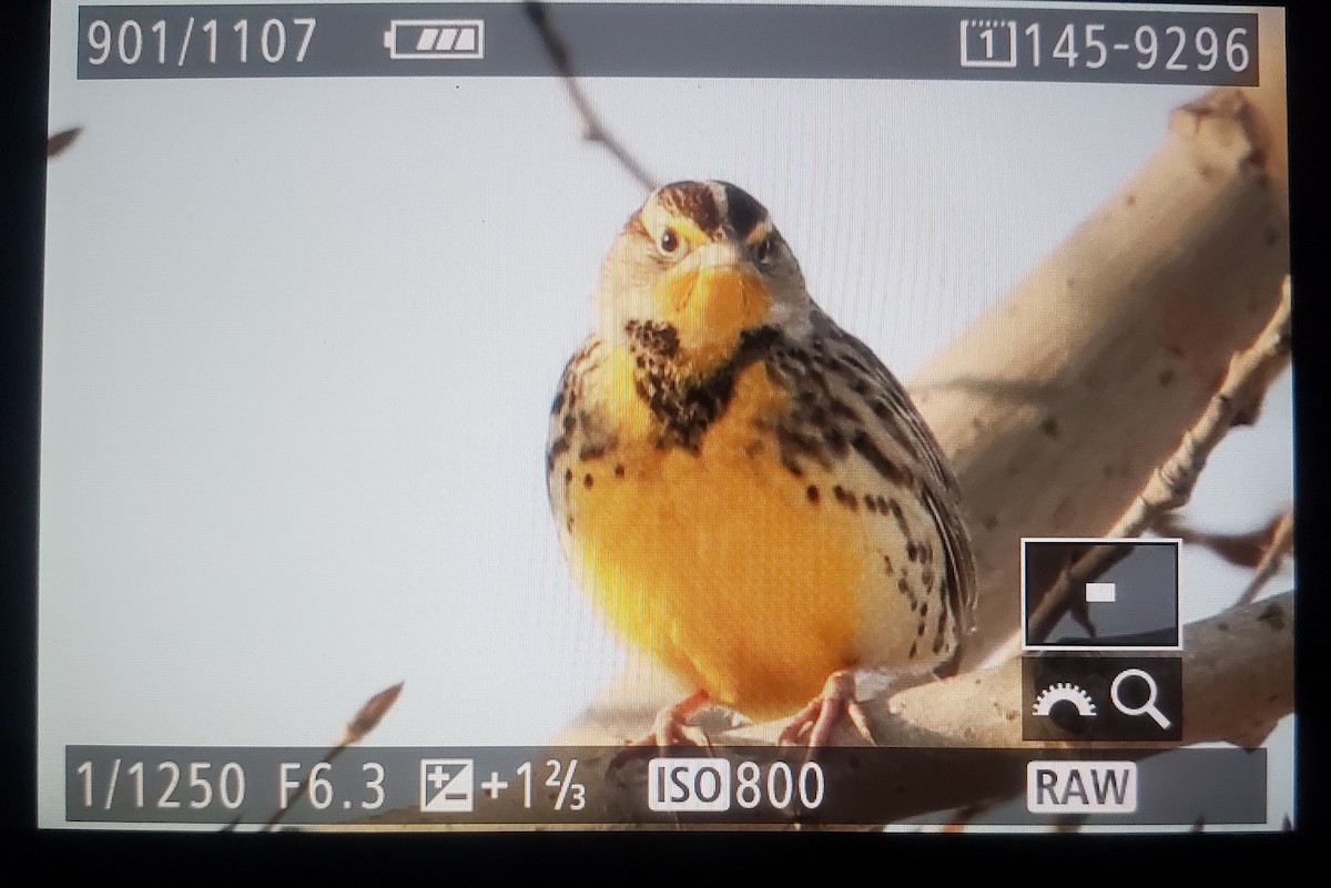 Western Meadowlark - ML294966671