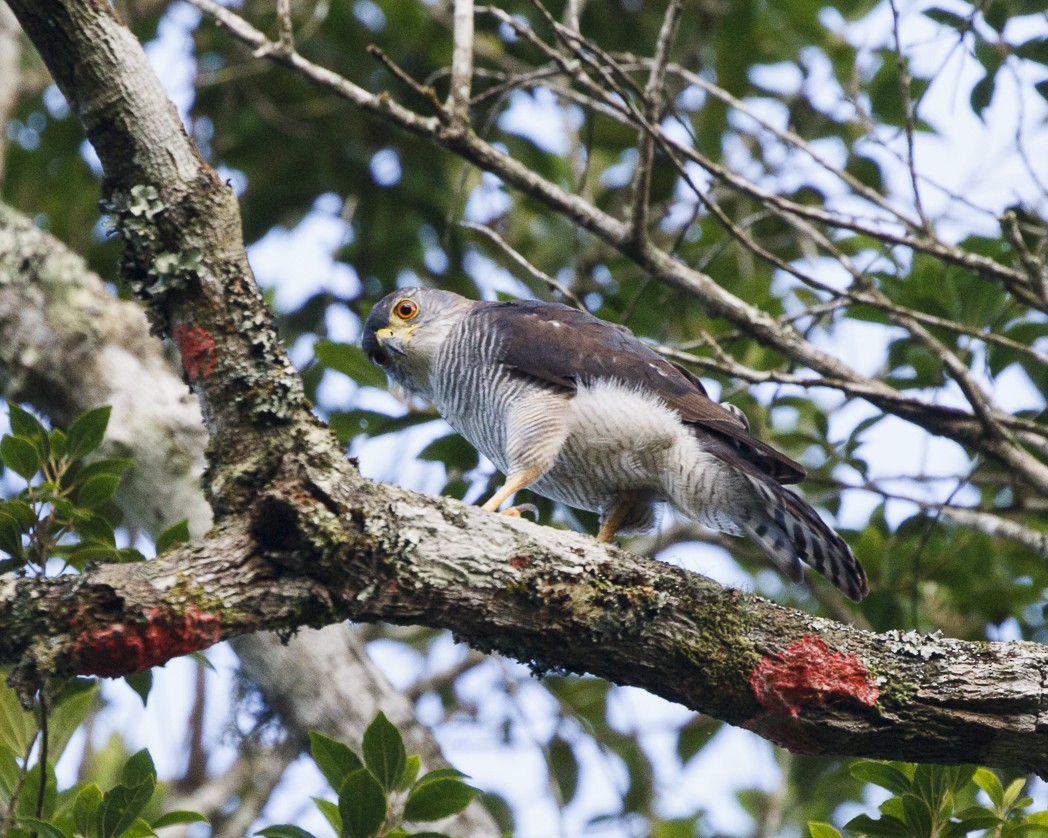 Tiny Hawk - Silvia Faustino Linhares