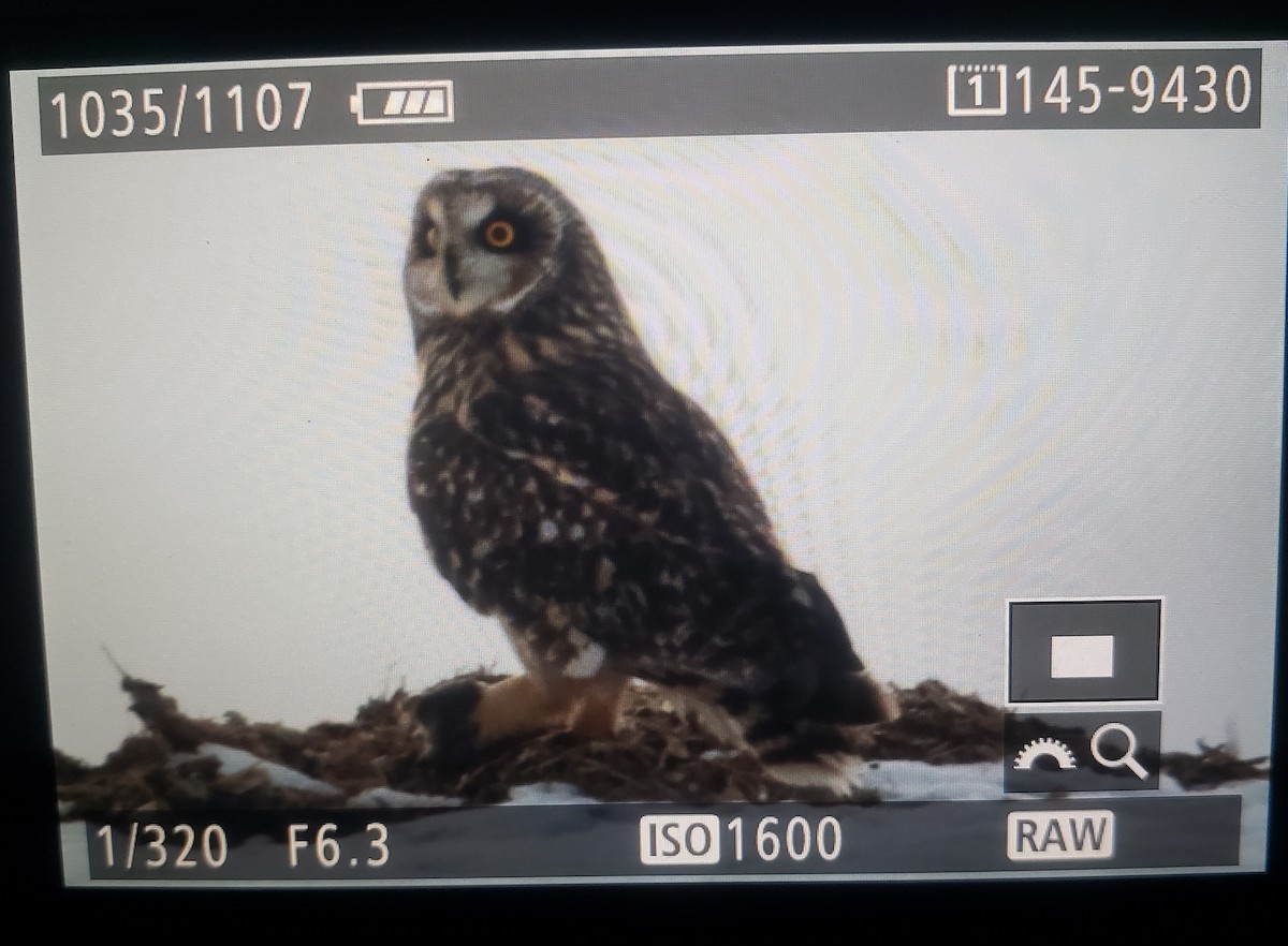 Short-eared Owl - ML294967991
