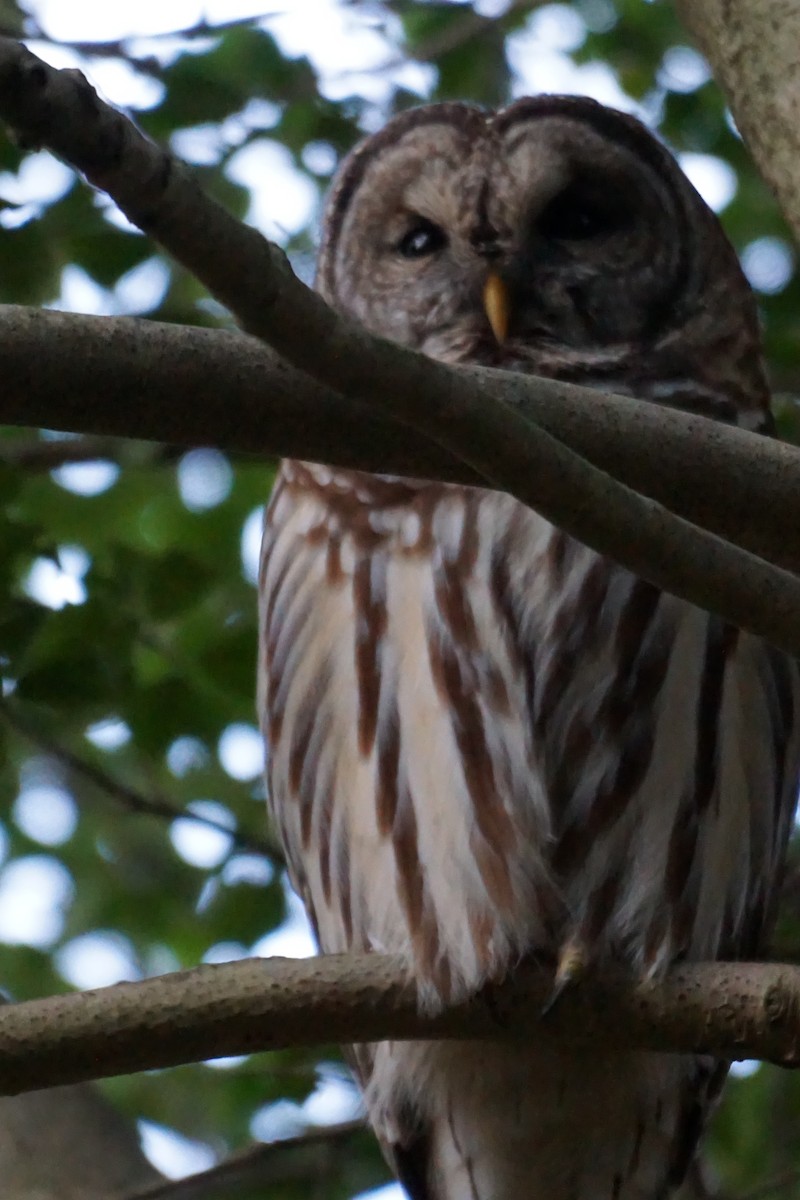 Barred Owl - ML294968231