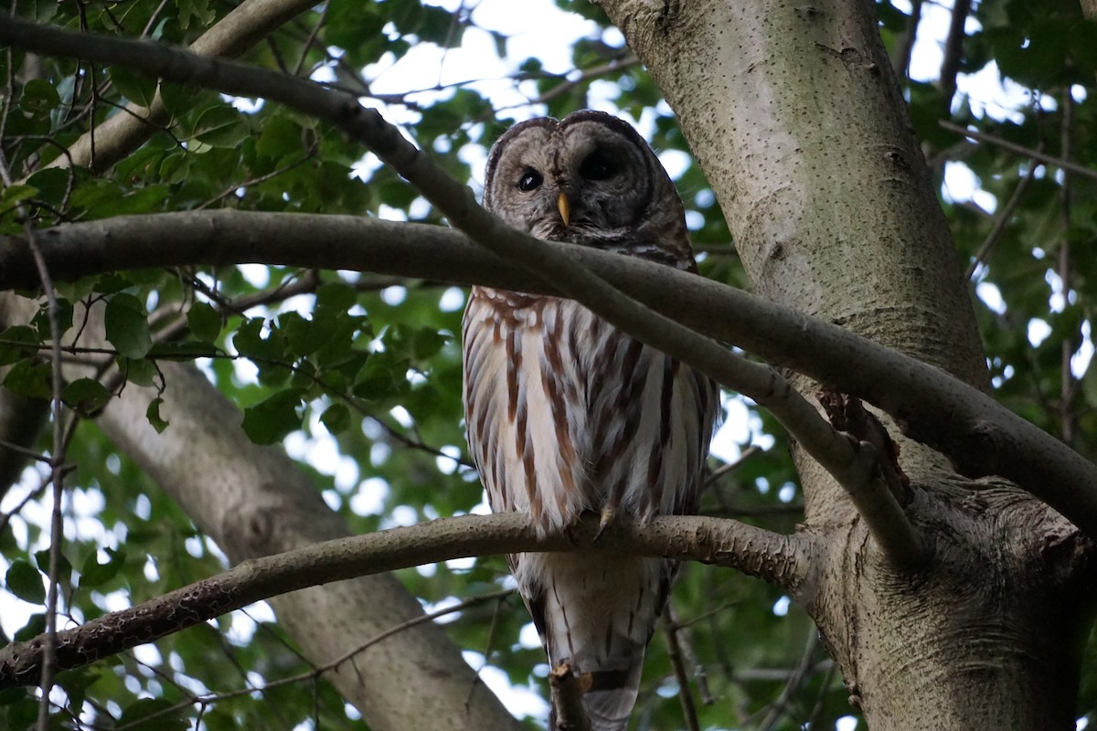 Barred Owl - ML294968241