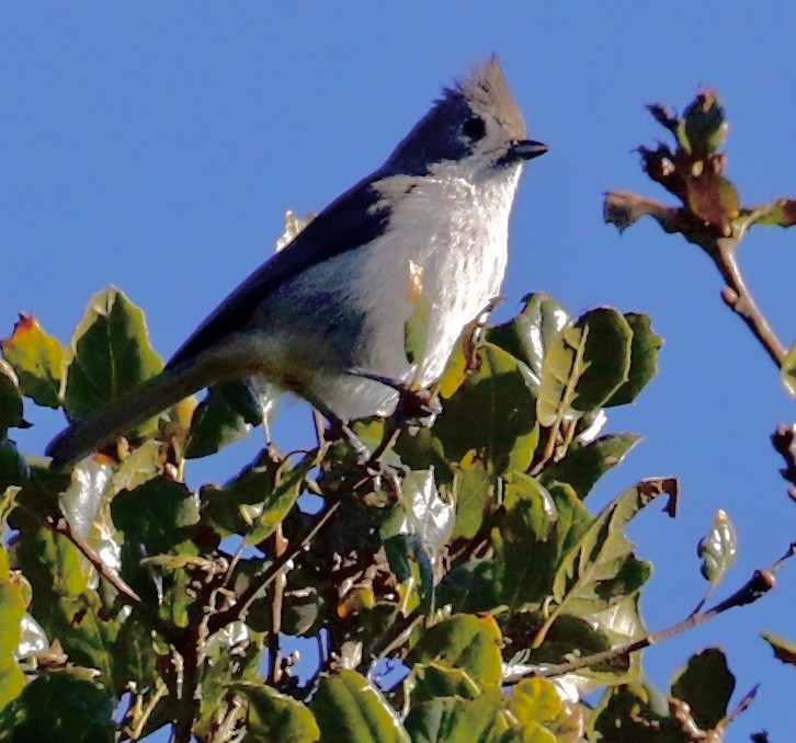 Oak Titmouse - ML294969111