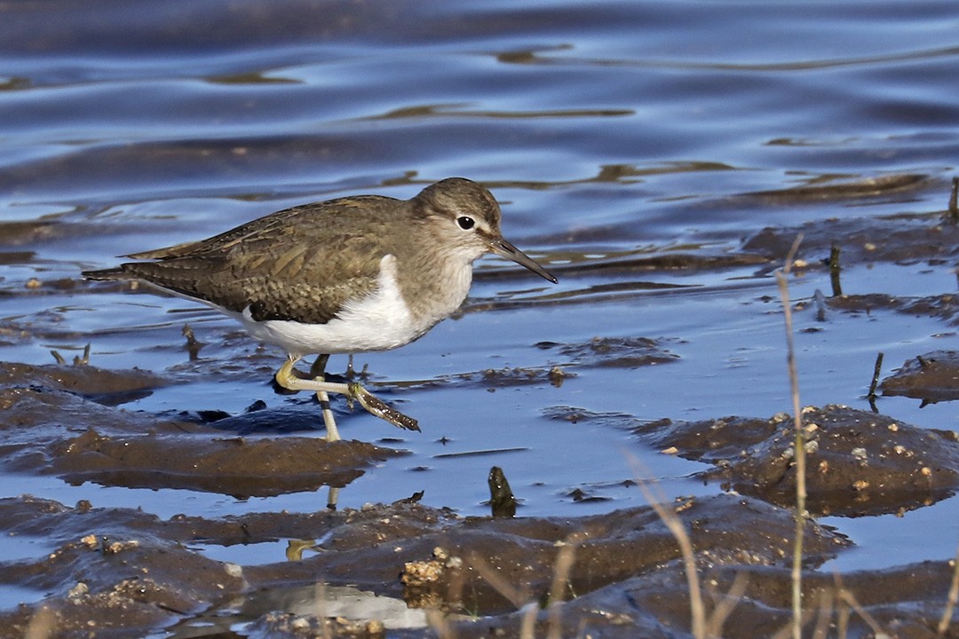 Common Sandpiper - Francisco Barroqueiro