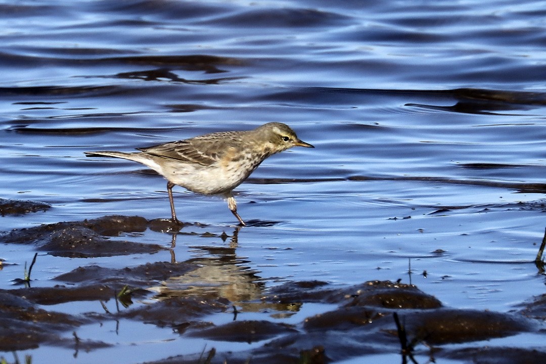 Water Pipit - Francisco Barroqueiro