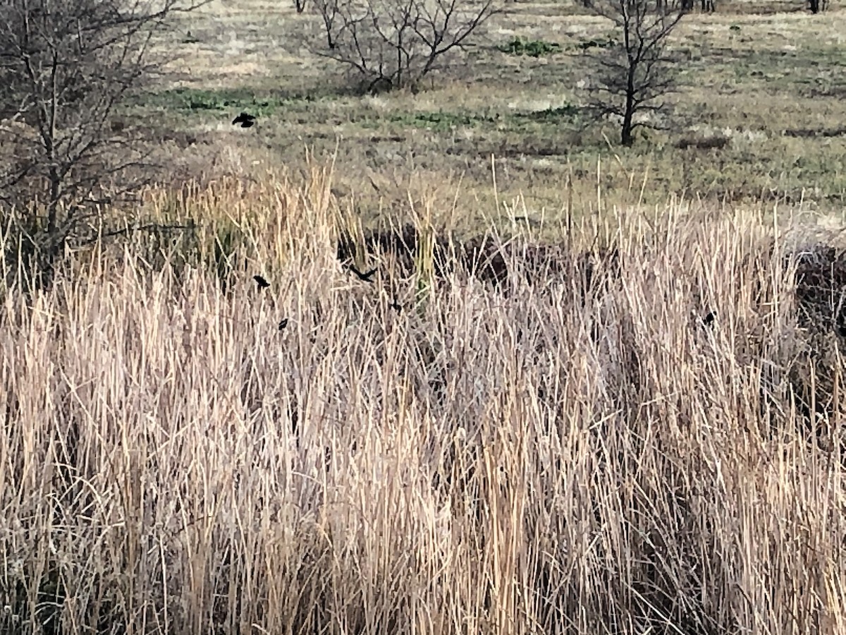 Red-winged Blackbird - ML294972961