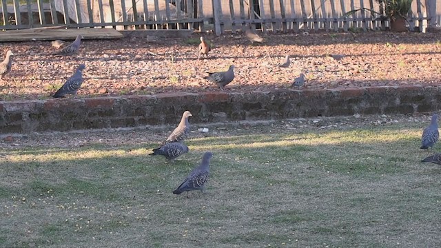 Spot-winged Pigeon - ML294974651