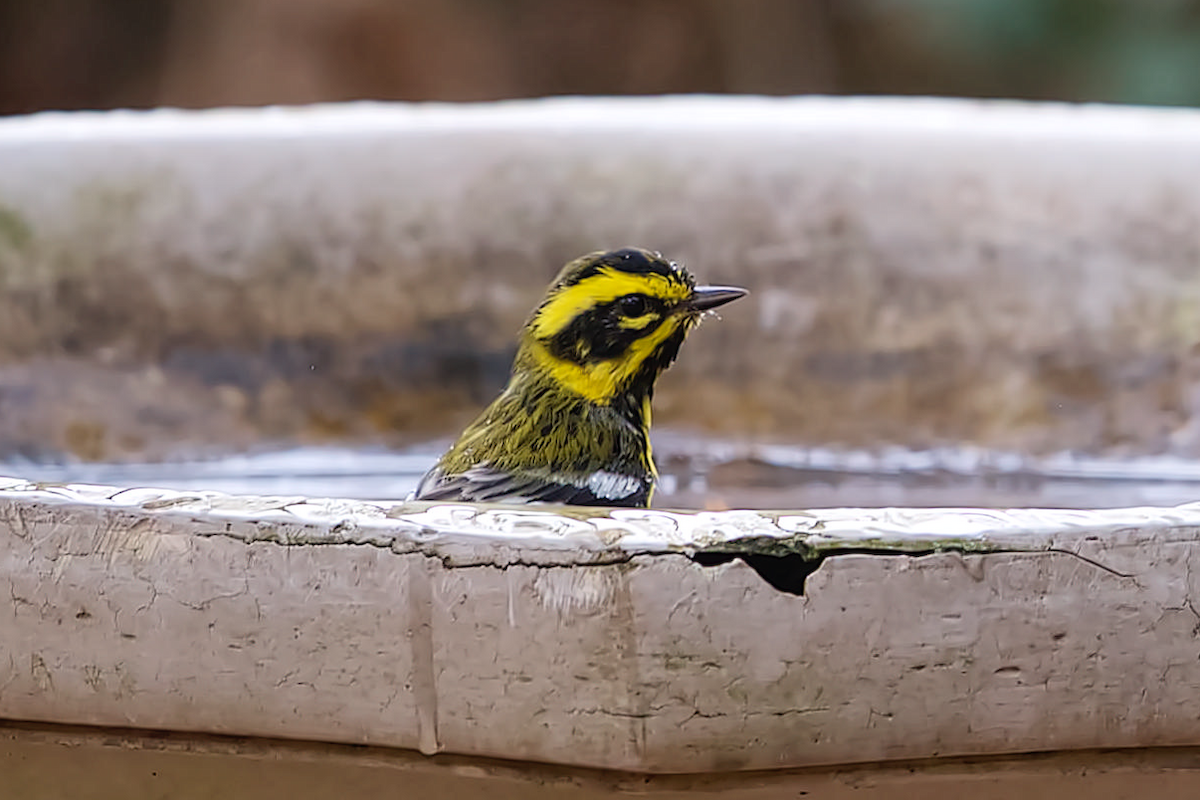 Townsend's Warbler - Una Davenhill