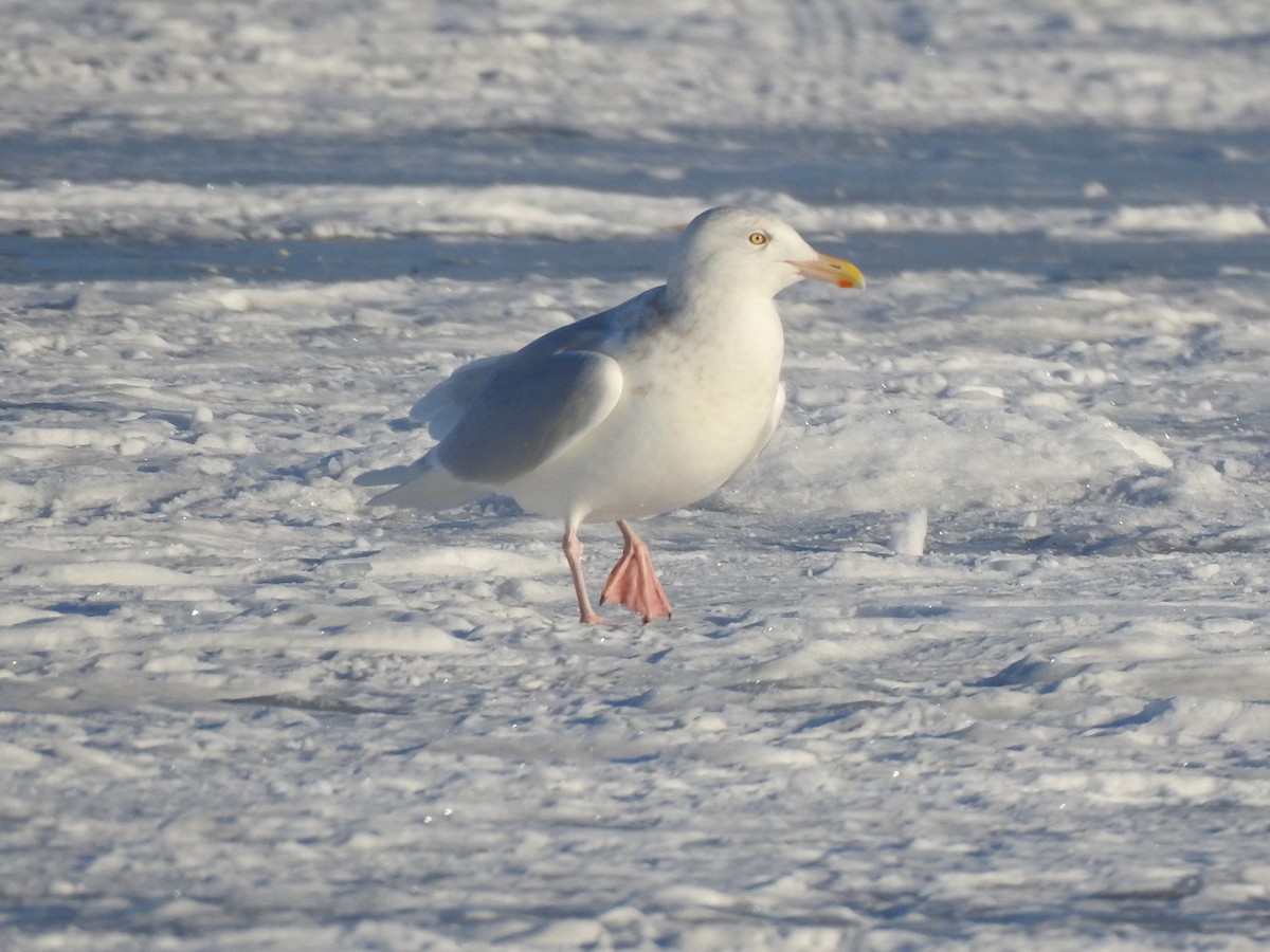 Glaucous Gull - ML294975001