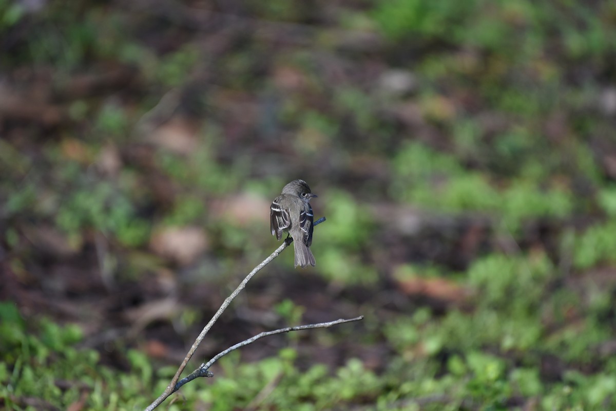 Least Flycatcher - Alan Hopkins